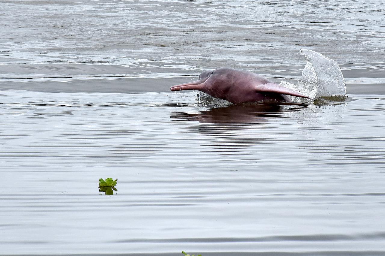 Yaku Amazon Lodge & Expeditions Paraíso Dış mekan fotoğraf