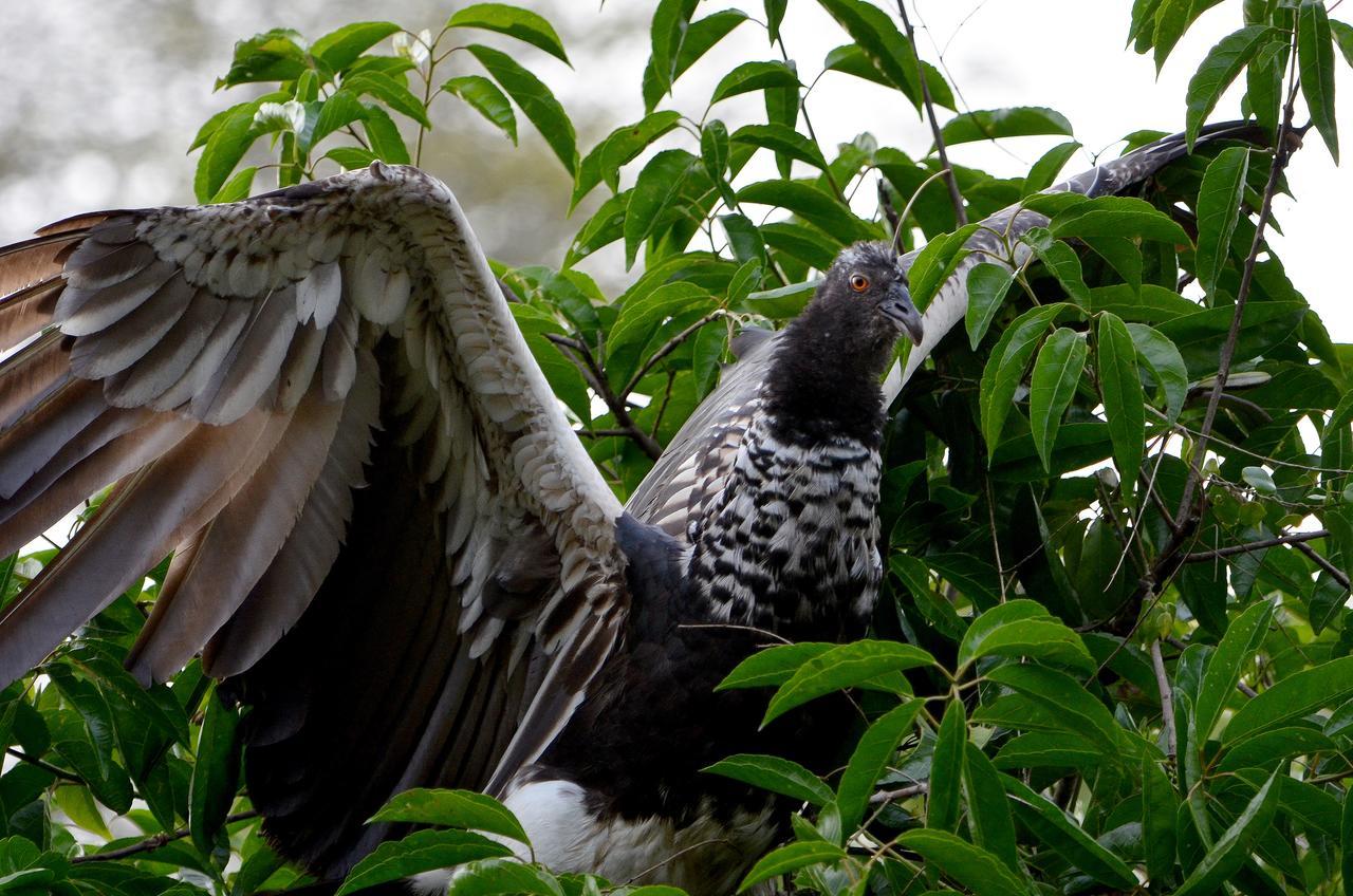 Yaku Amazon Lodge & Expeditions Paraíso Dış mekan fotoğraf