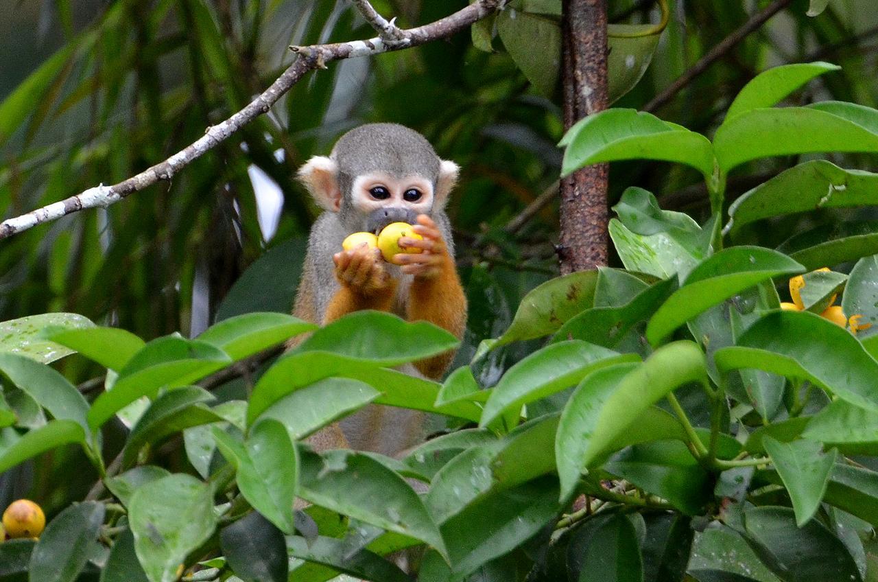 Yaku Amazon Lodge & Expeditions Paraíso Dış mekan fotoğraf