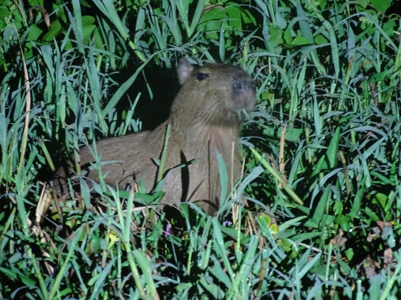 Yaku Amazon Lodge & Expeditions Paraíso Dış mekan fotoğraf
